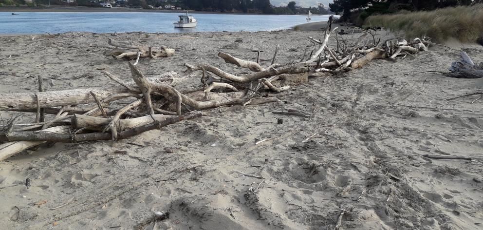A driftwood fence built at Karitane in July has been successful in combating coastal erosion in the area, and could provide a low-cost solution elsewhere, the Dunedin City Council says. Photo: Supplied