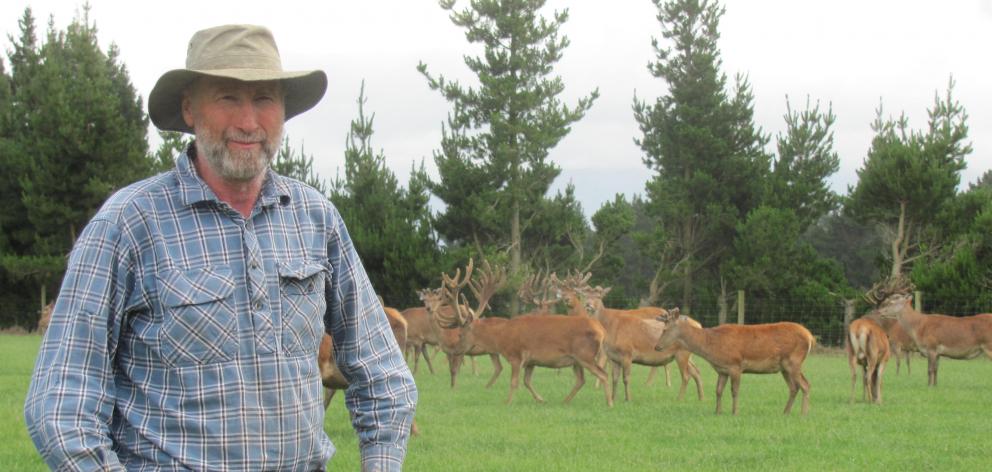 Rothesay Deer owner Donald Greig breeds English and composite deer for the trophy, venison and velvet markets. Photo: Toni Williams