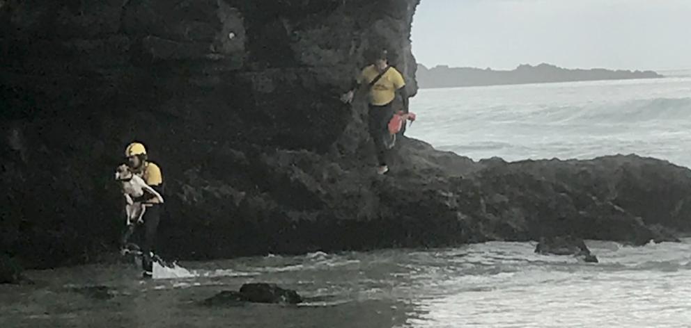 St Kilda Surf Life Saving Club lifeguards Felix Cook (left) and Sam Todd rescue the dog from a cliff at the north end of Tomahawk Beach. Photo: Supplied