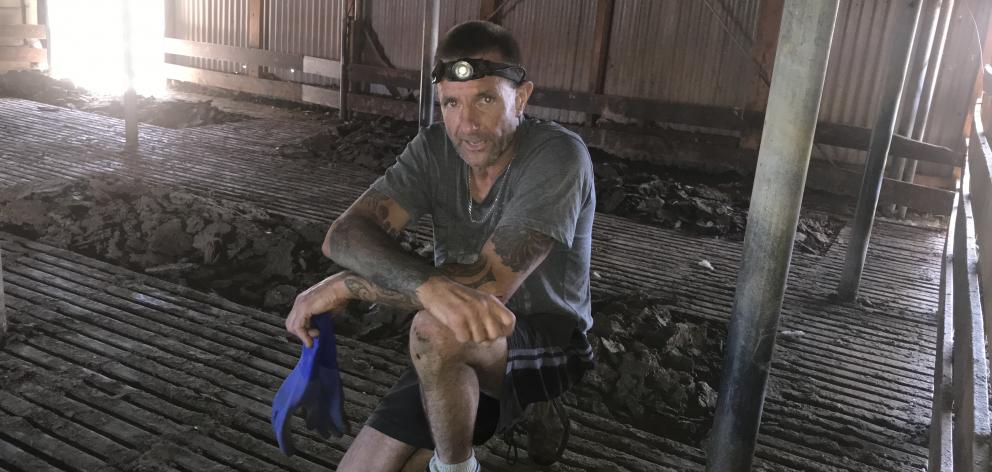 Rodney Robinson travels the South Island cleaning out manure from woolsheds. Photos: Alice Scott