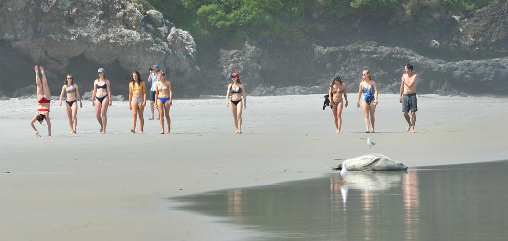 Beachgoers remain unaware of a crabeater seal sunning itself on Tomahawk Beach yesterday...