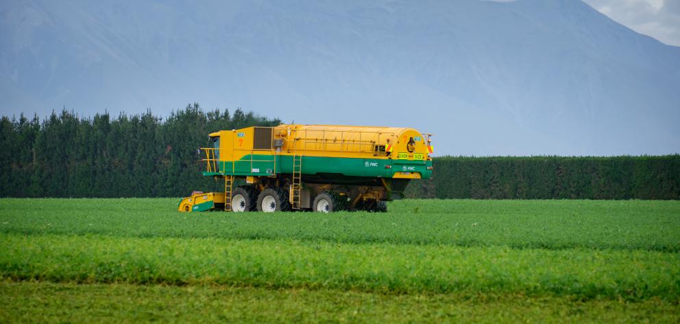 Harvesting peas on the Maw family farm.