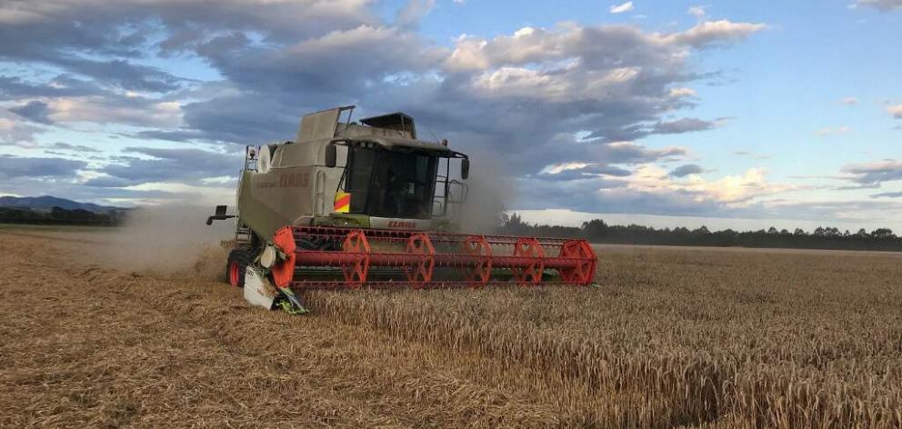 North Canterbury farmers Murray and Roscoe Taggart are enjoying one of their best seasons, with a...