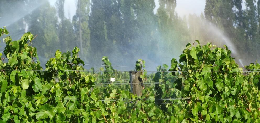 A Central Otago vineyard is irrigated. PHOTO: MARK PRICE


