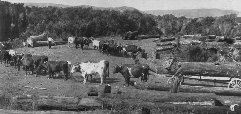 The kauri timber industry in North Auckland: Bullock teams hauling logs from the edge of the bush...