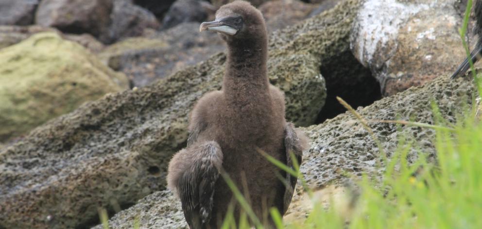 An Otago shag chick, less than 2 months old, is one of 10 stranded on the rocks at Oamaru Harbour...