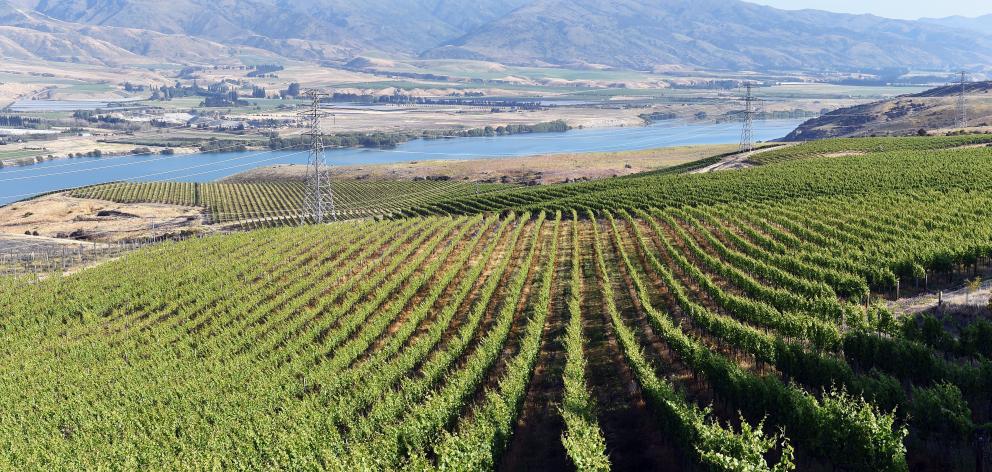 Most wineries, including Misha’s Vineyard above Lake Dunstan (pictured), use traditional...