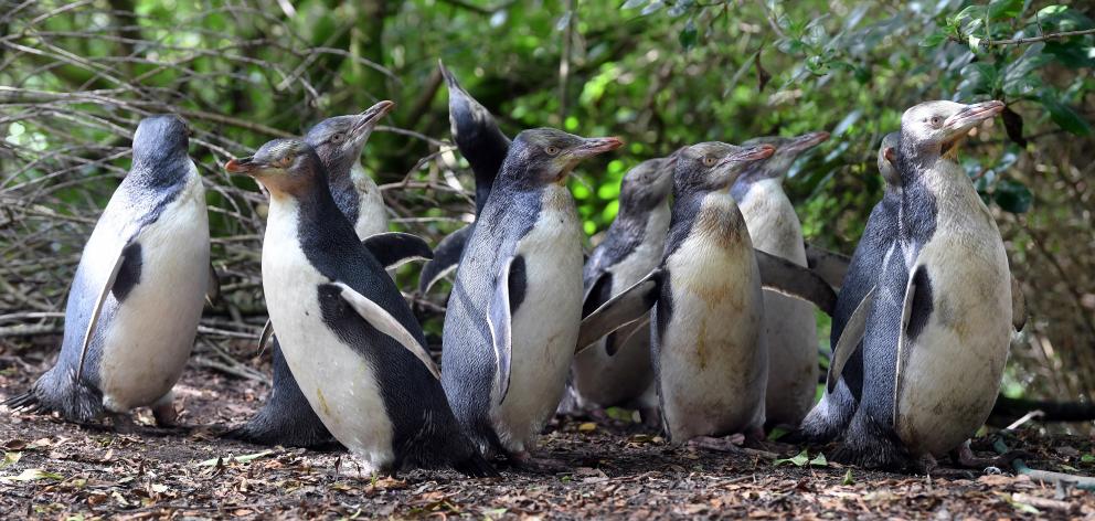 Yellow-eyed penguins raised in captivity explore their surroundings minutes after release into...