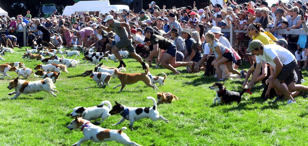 Dogs and owners spring into action at the start of the Jack Russell race at the Wanaka A&P show...