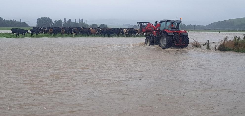 Kelso dairy farmer Adam McCall attends to stock stranded by the Pomahaka River during January's...