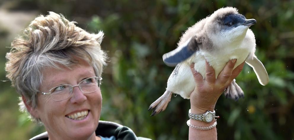 Blue Penguins Pukekura scientist Hiltrun Ratz holds an unusually chubby little penguin from the...