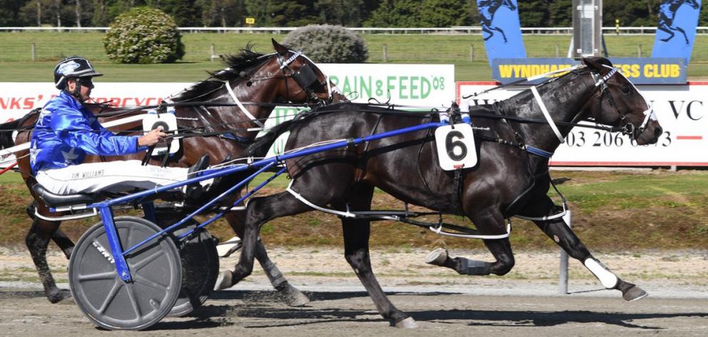 Driver Tim Williams continued his brilliant run of form when winning the Kindergarten Stakes at...