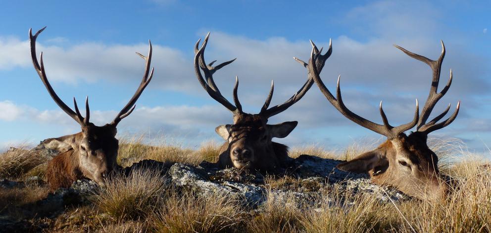 Recreational hunters are urged not to take deer carcasses off properties that have used...