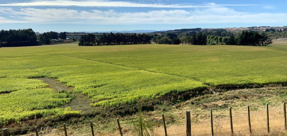 The green fields of Manawatu.









