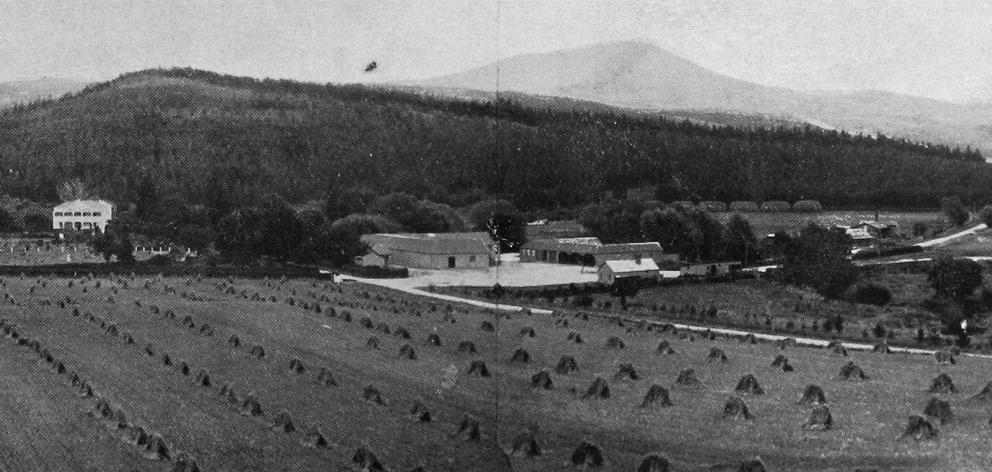 The Mount Royal Station and plantation, near Palmerston, Otago. — Otago Witness, 6.4.1920. 
