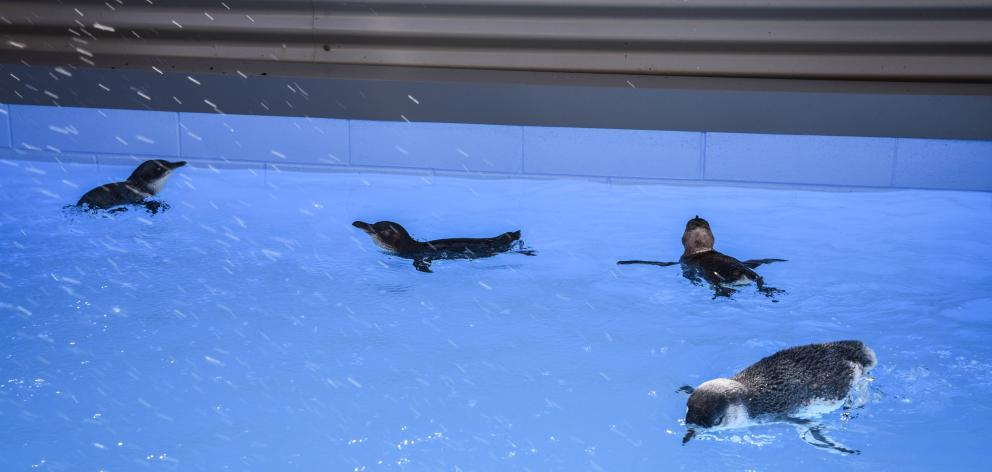 Little penguins rehabilitate in the colony’s new permanent pool. PHOTO: SUPPLIED/CINDY MOTTELET