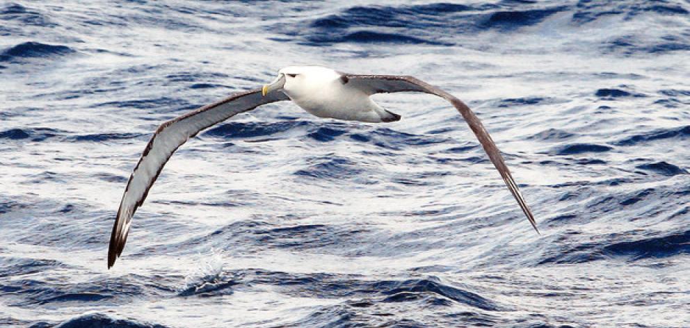 The species of seabird killed included 24 buller albatrosses. Photo: NZ Herald