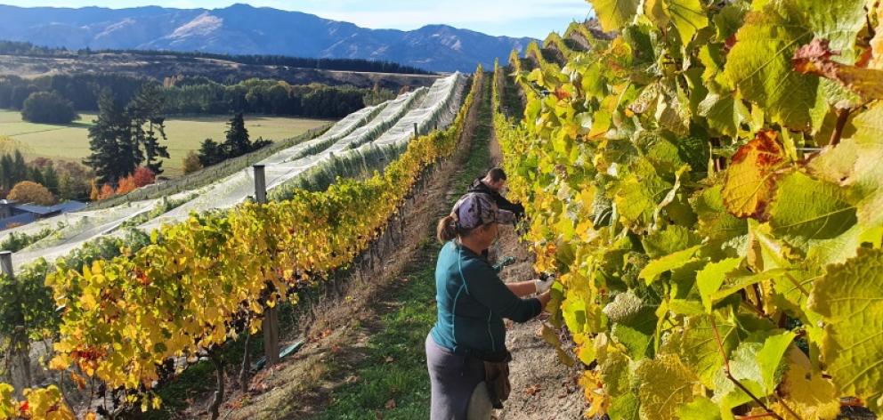 Keeping their distance ... Maude Wines grape picker Ian Thomas and viticulturist Pip Feyen work...