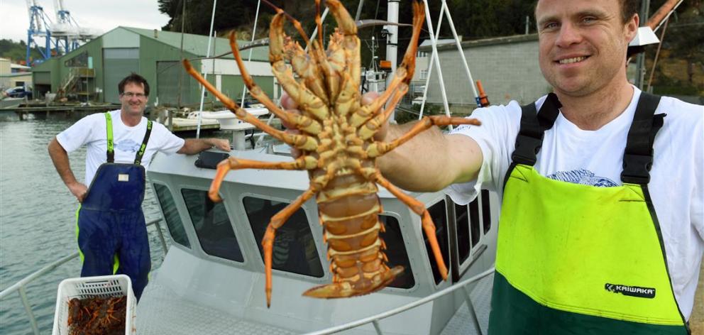 Willy Parata holds a crayfish landed yesterday  while skipper Chris Cooper looks on. PHOTO:...