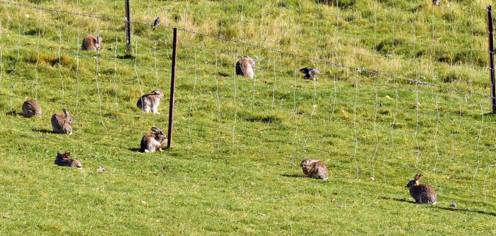 A rabbit control model was presented to the Otago Regional Council yesterday. PHOTO: STEPHEN...