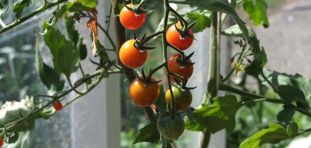 Tomatoes can now be planted in unheated greenhouses. Photo: Gillian Vine.
