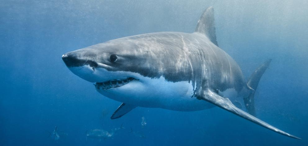 A great white shark. PHOTO: SUPPLIED