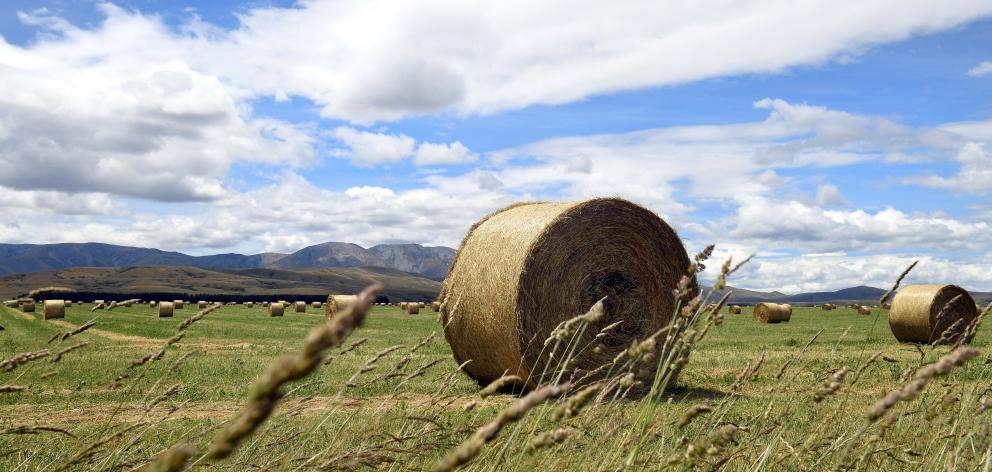 Baled winter feed near the Hawkdun Range is evidence of last year's wet spring, which led to...