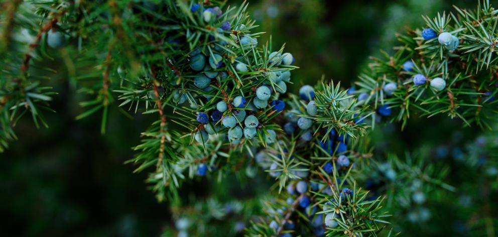 Ripe and unripe cone berries of Juniperus communis. The cones are used to flavour certain beers and gin. Photo: Getty Images Ripe and unripe cone berries of Juniperus communis. The cones are used to flavour certain beers and gin. Photo: Getty Images