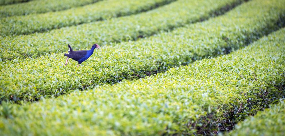 A pukeko pecks with impunity at pest insects.