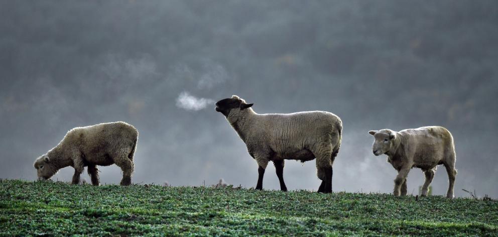 The red meat sector represents more than 12% of full-time employment in Otago-Southland. PHOTO:...