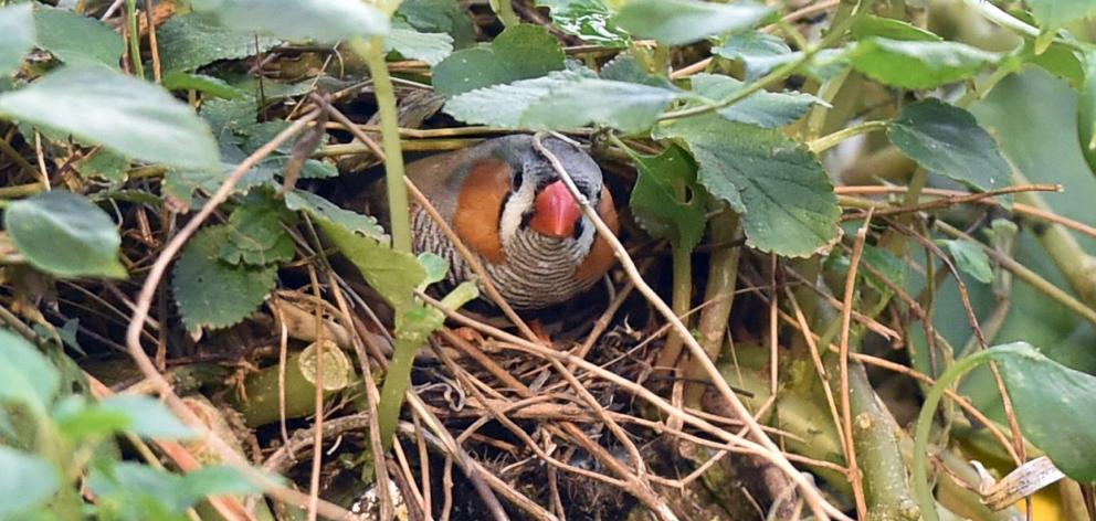 This zebra finch cares for its young in a partly concealed nest in the Tropical Forest. PHOTOS:...