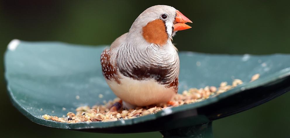 A zebra finch has a snack in the Otago Museum’s Tropical Forest.