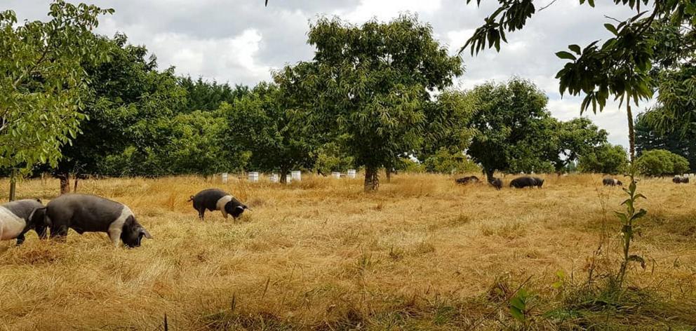 Pigs graze under chestnut trees at the Poaka Free Range Pigs farm. PHOTO: SUPPLIED BY JOSH HILL