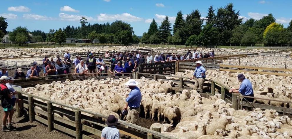 Rod Sands (middle, white hat) knee-deep in sheep at Orari Gorge. PHOTO: SUPPLIED
