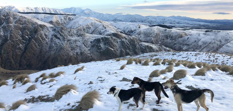Dogs in the snow at Dome Hills Station. Photo: Supplied