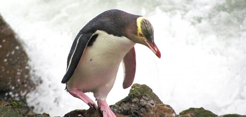 A yellow-eyed penguin/hoiho. Photo: Kate Gold