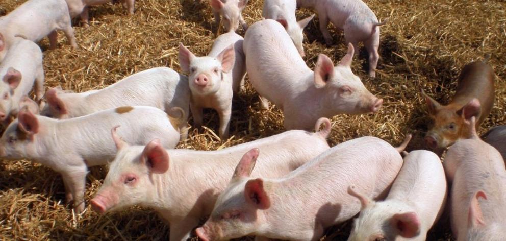 Average New Zealand pork prices could rise at least 25% this year. PHOTO: NZ PORK
