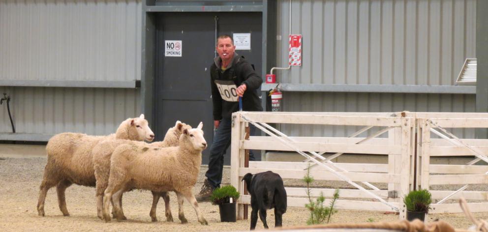 Quentin Whitehead, of Gore, and Sam, work as a team to pen the sheep during last year’s Southern...