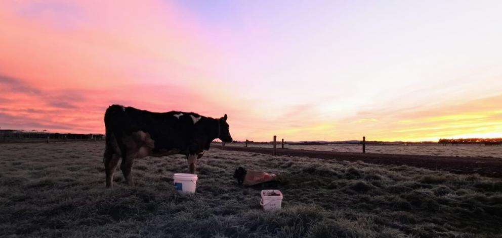 The first calf born at the Southern Dairy Hub this calving season was a month earlier than it...