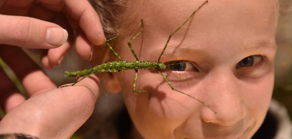 Sylvie Haig (9), of Dunedin, encounters a prickly stick insect at a science festival event...