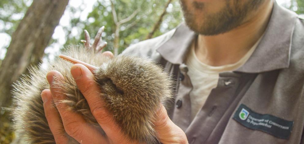 Doc ranger Tim Raemaekers attaches a transmitter to one of the  Southern Fiordland tokoeka kiwi...