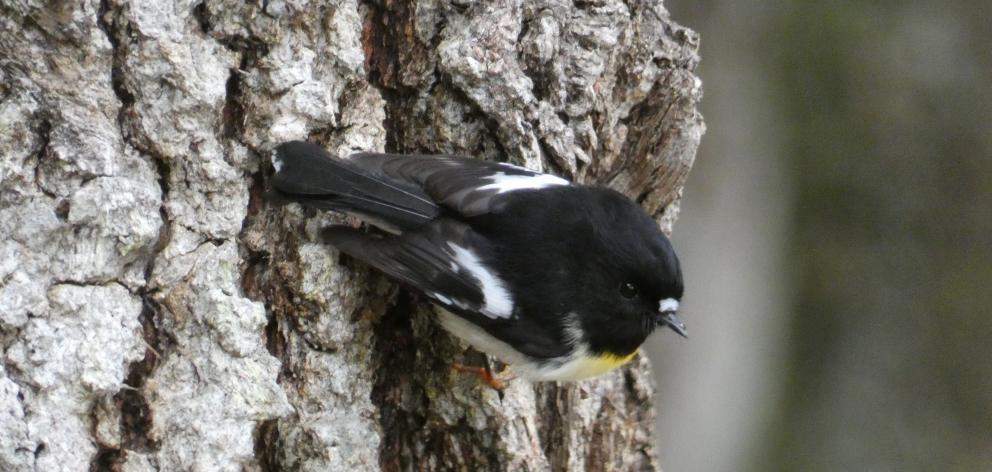 A tomtit, just one of  many bird species  that have settled in the area, greets us on the Kepler...