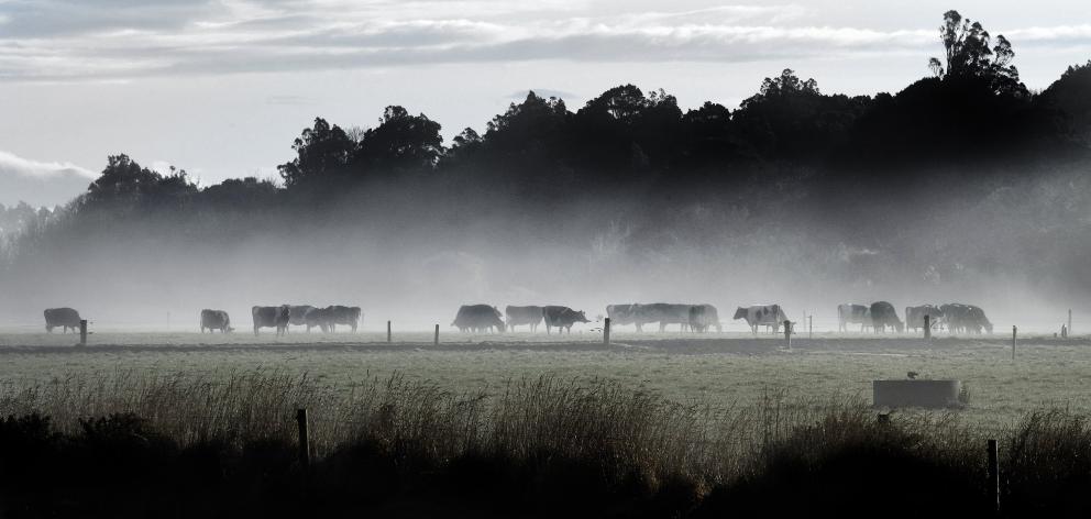 Dairy cows graze in fog at Edendale in Southland. PHOTO: STEPHEN JAQUIERY