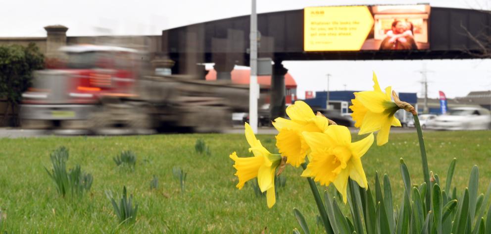 Daffodils start to show beside Andersons Bay Rd in Dunedin. PHOTO: STEPHEN JAQUIERY.
