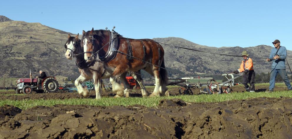 Bruce Johnston (left) and John Booth, of Ashburton, drive the only horse team at the Lake Hawea...