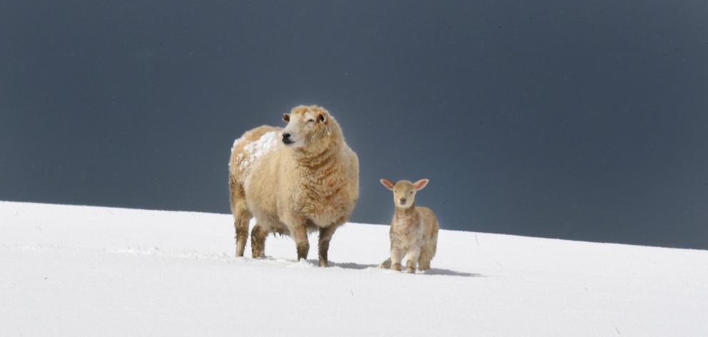 Many southern farmers have been battling with snowy conditions this week with spring lambs’...