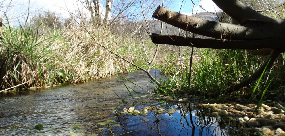 Bullock Creek flows close to its source near Stone St, in Wanaka. Fish and Game Otago is working...