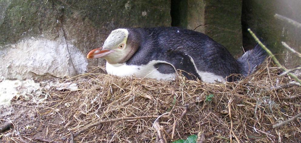 A yellow-eyed penguin nests at Manuka Bay. PHOTO: RICHARD DAVISON & ROY JOHNSTONE