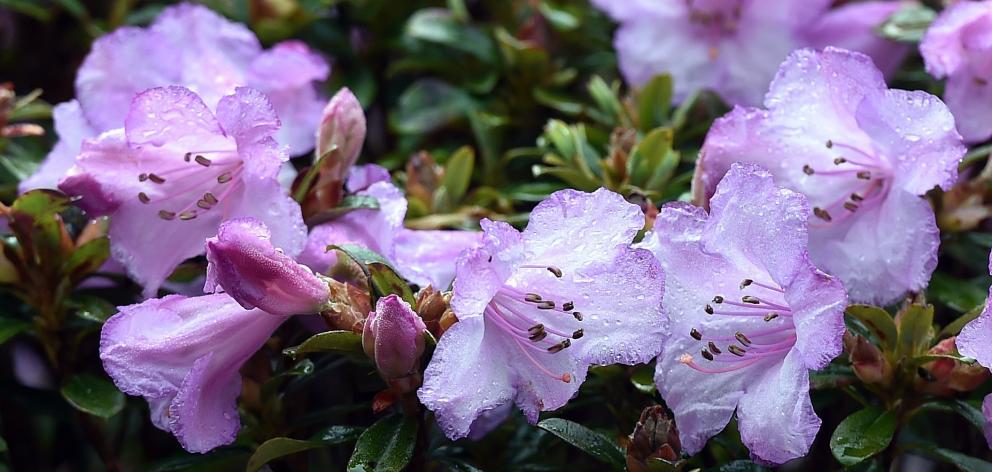 Rhododendron pemakoense in the peat garden at Dunedin Botanic Garden. PHOTO: PETER MCINTOSH