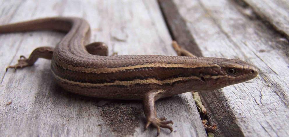 Special live traps were made to catch lizards and relocate them from a city council work site. ...